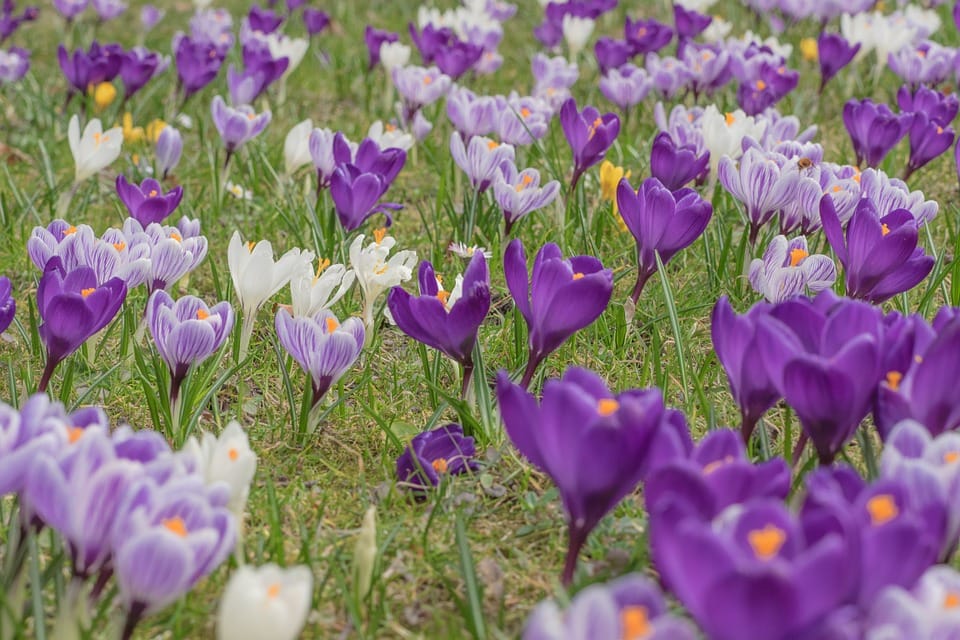 saffron companies in BAHRAIN ,saffron iran in BAHRAIN ,Persian saffron in BAHRAIN ,red saffron in BAHRAIN ,
