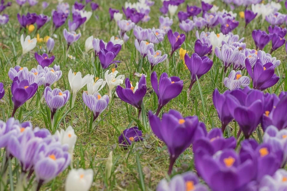 saffron companies in BAHRAIN ,saffron iran in BAHRAIN ,Persian saffron in BAHRAIN ,red saffron in BAHRAIN ,