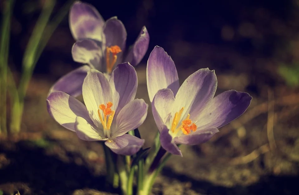 red saffron in UAE ,Iranian saffron in UAE ,buy saffron in UAE ,price of saffron UAE ,