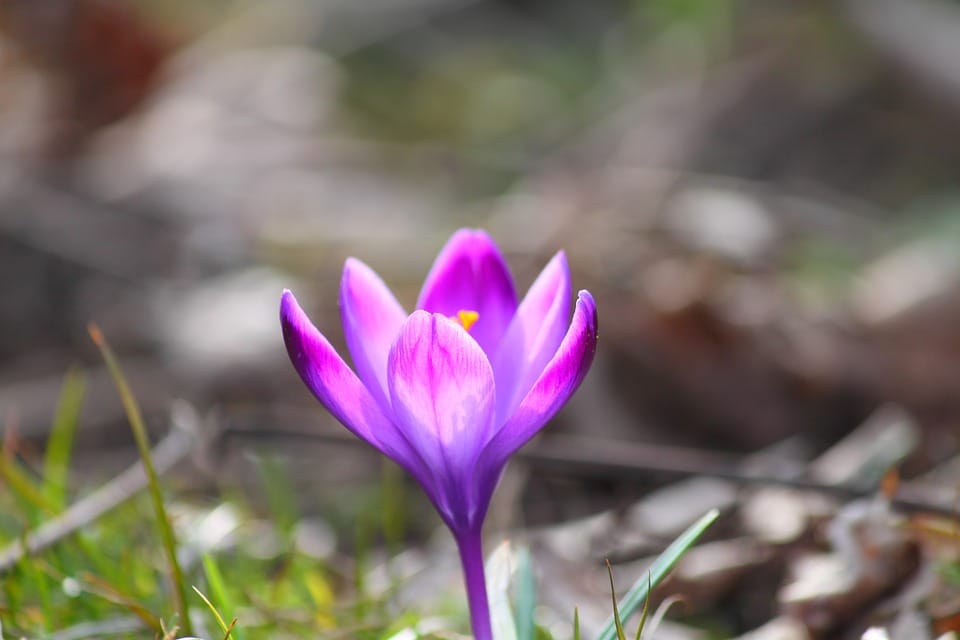 saffron shop in UAE , ,Saffron ,saffron in JORDAN ,saffron price in JORDAN ,