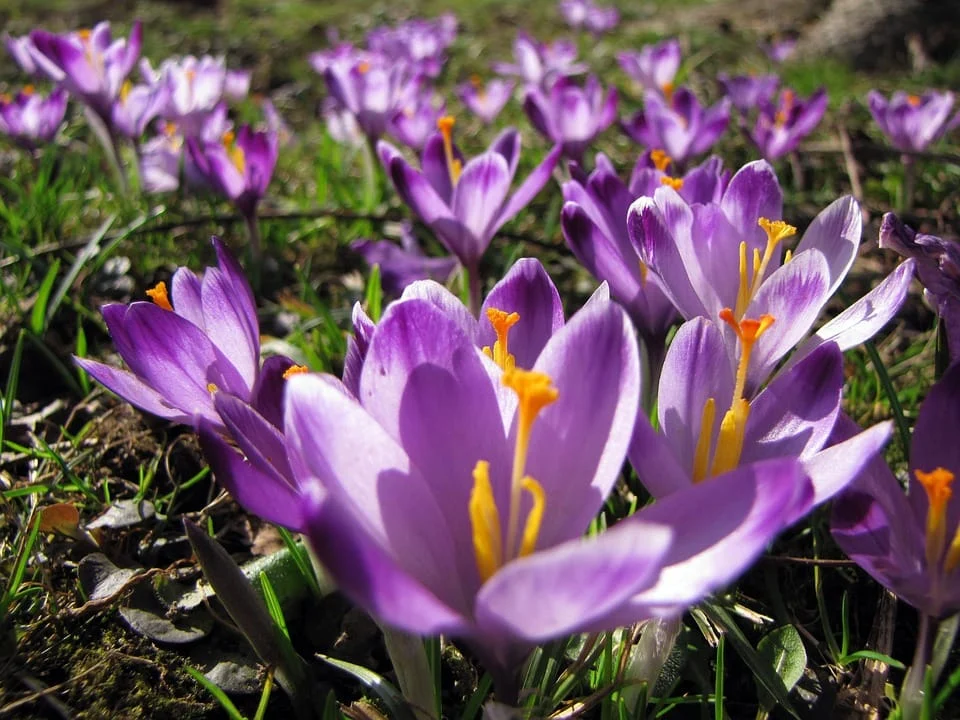 saffron companies in JORDAN ,saffron iran in JORDAN ,Persian saffron in JORDAN ,red saffron in JORDAN ,