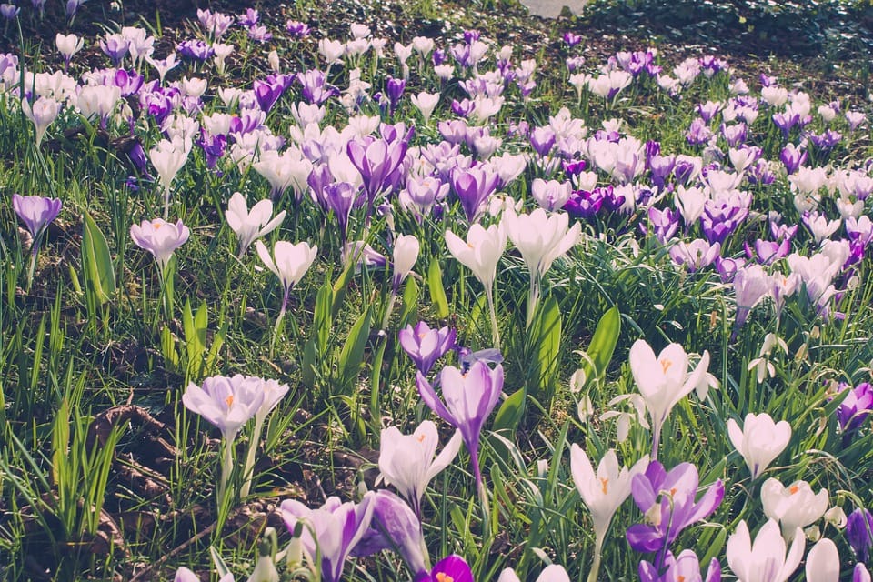 saffron in CHICAGO,saffron price in CHICAGO, saffron companies in CHICAGO,saffron iran in CHICAGO,