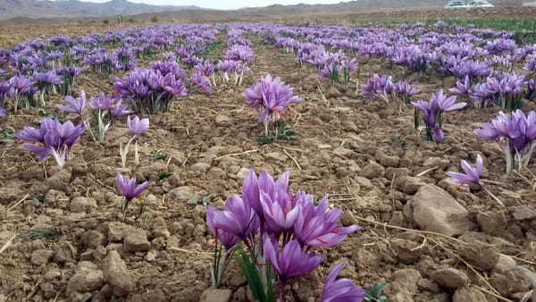 Persian saffron in CHICAGO,red saffron in CHICAGO,Iranian saffron in CHICAGO,buy saffron in CHICAGO,