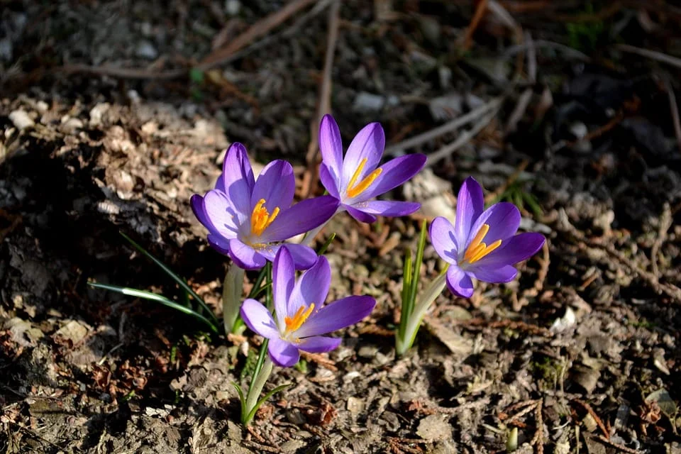 buy saffron in NEW YORK,price of saffron NEW YORK,saffron shop in NEW YORK, ,Saffron,saffron in TORINO,
