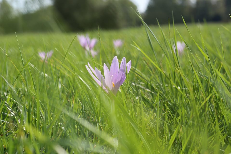 saffron price in TORINO, saffron companies in TORINO,saffron iran in TORINO,Persian saffron in TORINO,