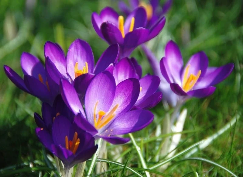 red saffron in TORINO,Iranian saffron in TORINO,buy saffron in TORINO,price of saffron TORINO,