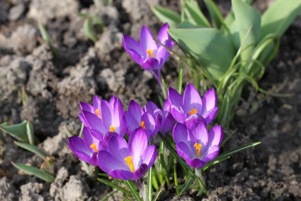 saffron shop in TORINO, ,Saffron,saffron in ROME,saffron price in ROME,