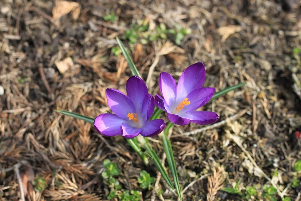 Saffron,saffron in MILAN,saffron price in MILAN, saffron companies in MILAN,