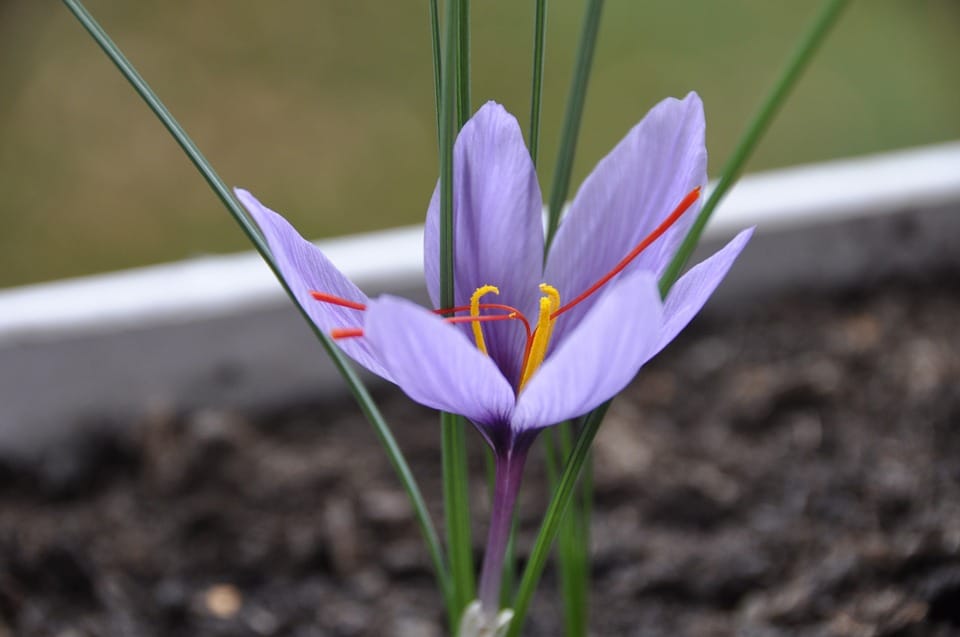 saffron iran in MILAN,Persian saffron in MILAN,red saffron in MILAN,Iranian saffron in MILAN,