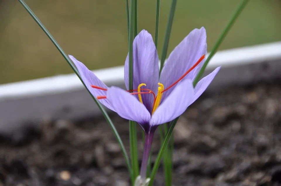 saffron iran in MILAN,Persian saffron in MILAN,red saffron in MILAN,Iranian saffron in MILAN,