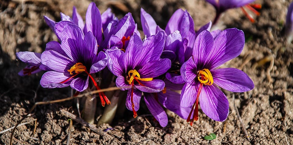 Persian saffron in LA,red saffron in LA,Iranian saffron in LA,buy saffron in LA,