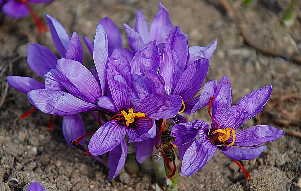 price of saffron LA,saffron shop in LA, ,Saffron,saffron in LOS ANGLES,