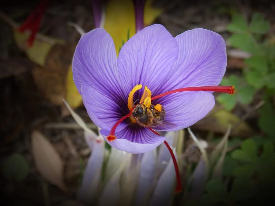 saffron price in LOS ANGLES, saffron companies in LOS ANGLES,saffron iran in LOS ANGLES,Persian saffron in LOS ANGLES,