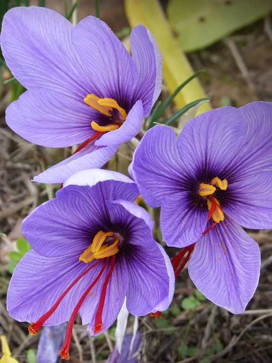 red saffron in LOS ANGLES,Iranian saffron in LOS ANGLES,buy saffron in LOS ANGLES,price of saffron LOS ANGLES,