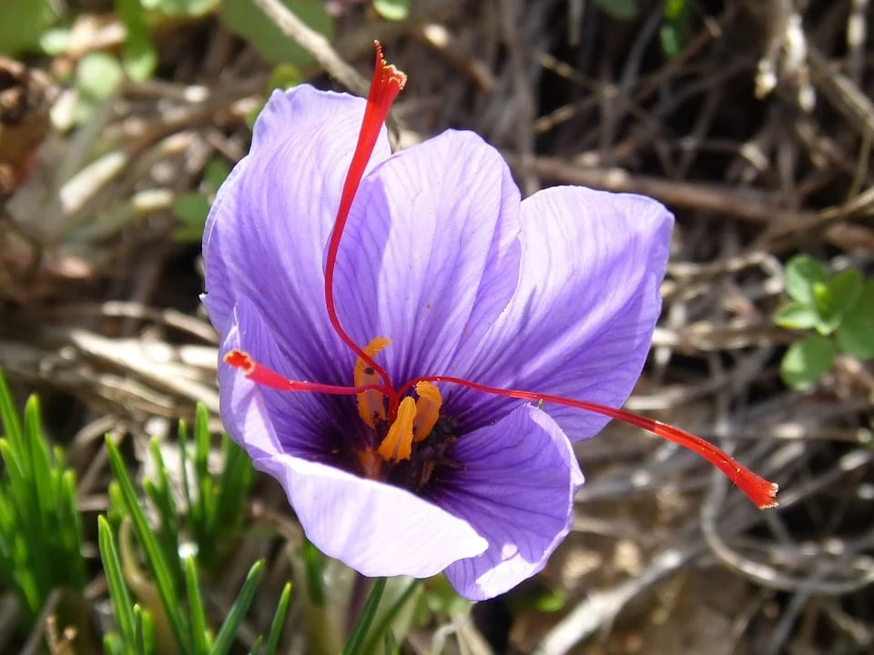 saffron shop in LOS ANGLES, ,Saffron,saffron in CALIFORNIA,saffron price in CALIFORNIA,