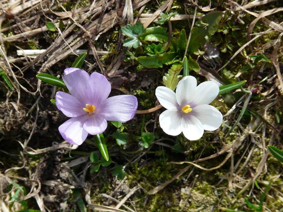 saffron companies in CALIFORNIA,saffron iran in CALIFORNIA,Persian saffron in CALIFORNIA,red saffron in CALIFORNIA,