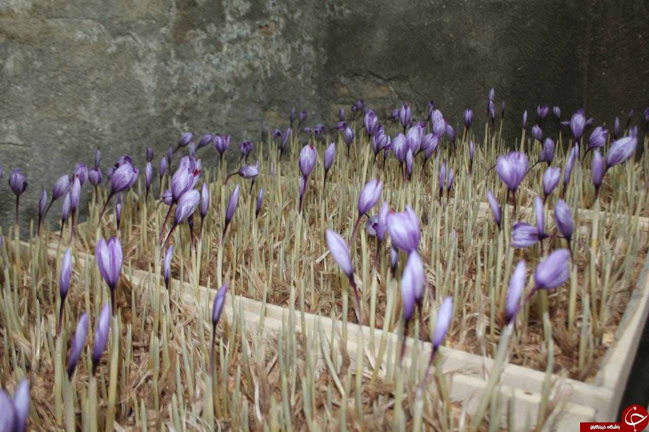 Iranian saffron in CALIFORNIA,buy saffron in CALIFORNIA,price of saffron CALIFORNIA,saffron shop in CALIFORNIA, ,