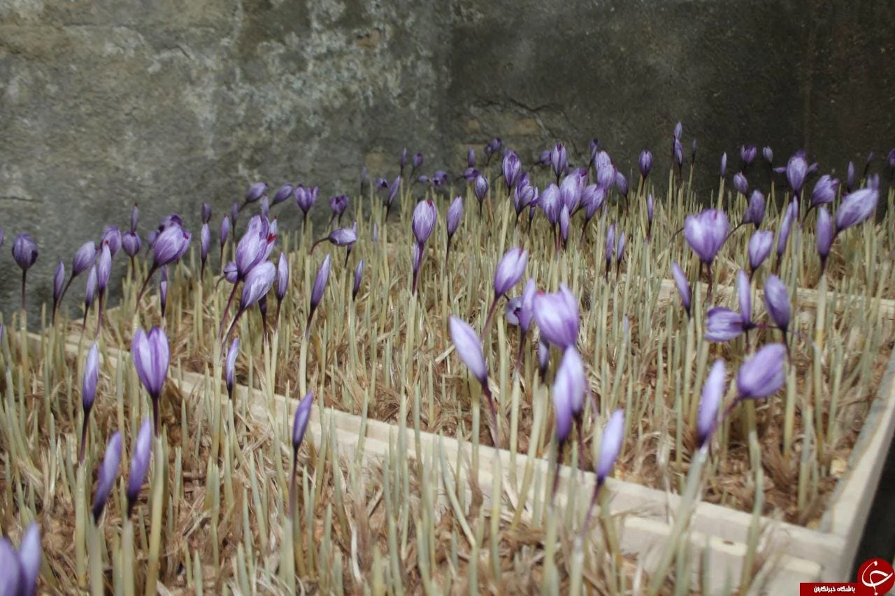 Iranian saffron in CALIFORNIA,buy saffron in CALIFORNIA,price of saffron CALIFORNIA,saffron shop in CALIFORNIA, ,