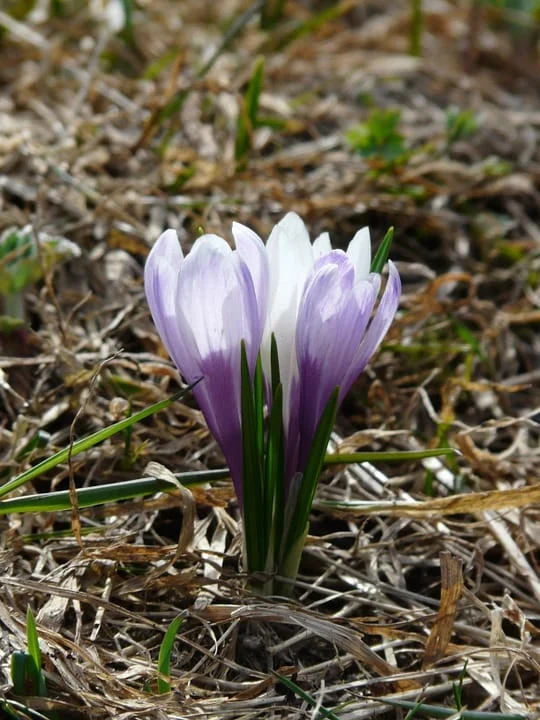 Iranian saffron in ORANGE COUNTY,buy saffron in ORANGE COUNTY,price of saffron ORANGE COUNTY,saffron shop in ORANGE COUNTY,