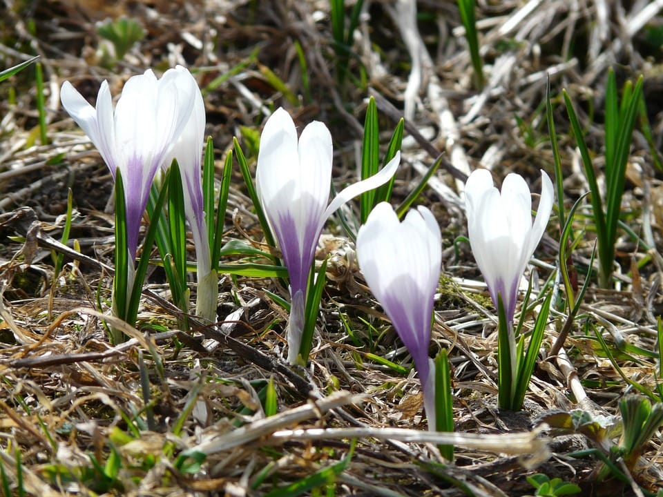 Saffron,saffron in ZURCH,saffron price in ZURCH, saffron companies in ZURCH,