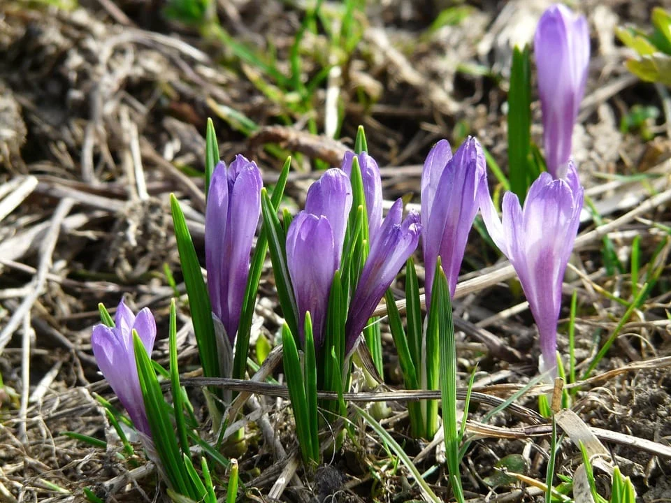 saffron iran in ZURCH,Persian saffron in ZURCH,red saffron in ZURCH,Iranian saffron in ZURCH,