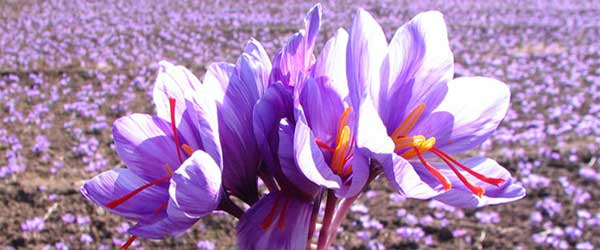 saffron companies in BERLIN,saffron iran in BERLIN,Persian saffron in BERLIN,red saffron in BERLIN,Iranian saffron in BERLIN,buy saffron in BERLIN,price of saffron BERLIN,saffron shop in BERLIN, Saffron,saffron in FRANCE,