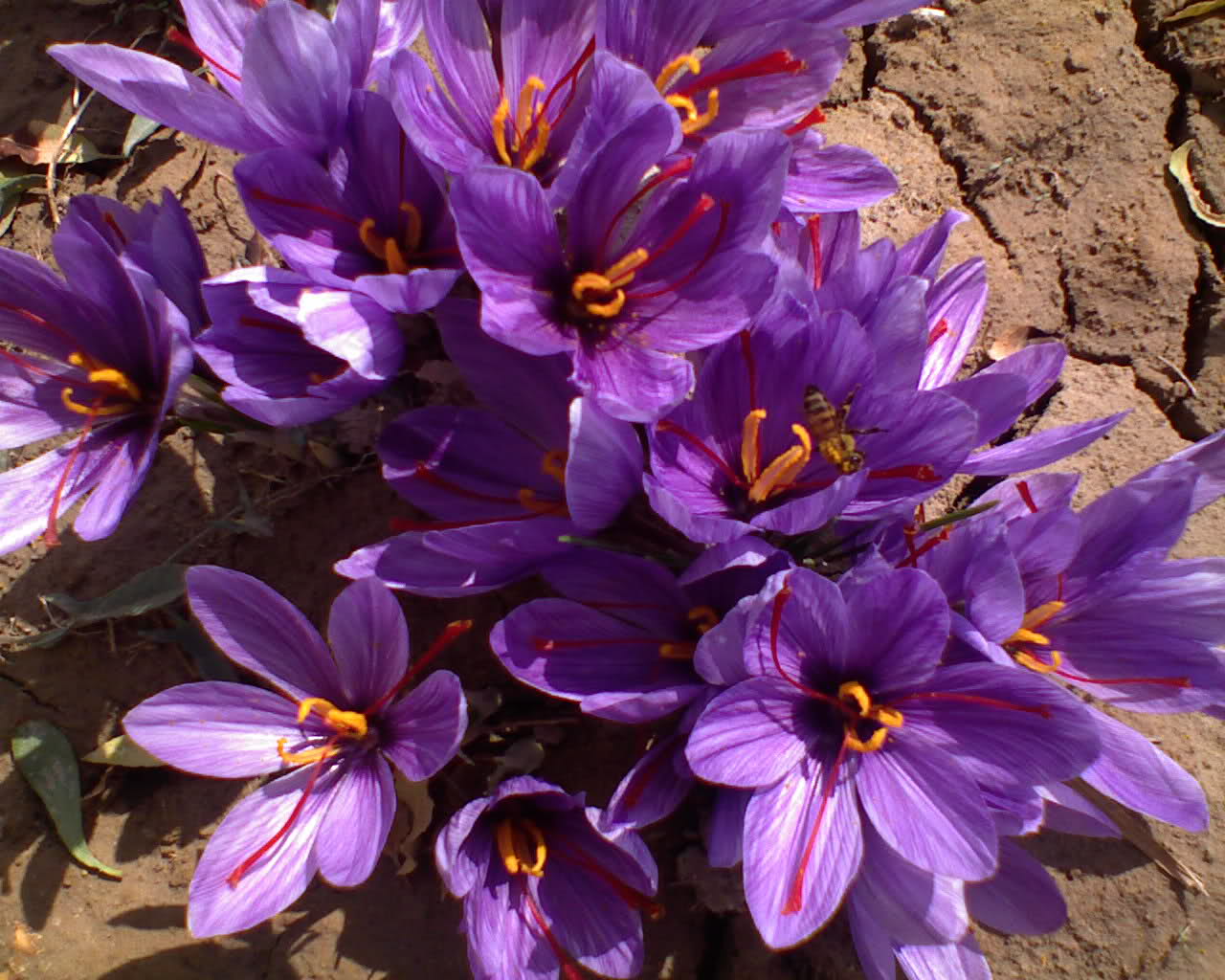 Iranian saffron in SPAIN,buy saffron in SPAIN,price of saffron SPAIN,saffron shop in SPAIN, Saffron,saffron in CALIFORNIA,saffron price in CALIFORNIA, saffron companies in CALIFORNIA,saffron iran in CALIFORNIA,Persian saffron in CALIFORNIA,