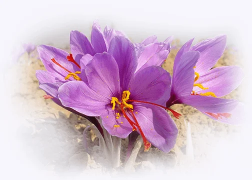 saffron in UNITED STATES OF AMERICA,saffron price in UNITED STATES OF AMERICA, saffron companies in UNITED STATES OF AMERICA,saffron iran in UNITED STATES OF AMERICA,Persian saffron in UNITED STATES OF AMERICA,red saffron in UNITED STATES OF AMERICA,Iranian saffron in UNITED STATES OF AMERICA,buy saffron in UNITED STATES OF AMERICA,price of saffron UNITED STATES OF AMERICA,saffron shop in UNITED STATES OF AMERICA,