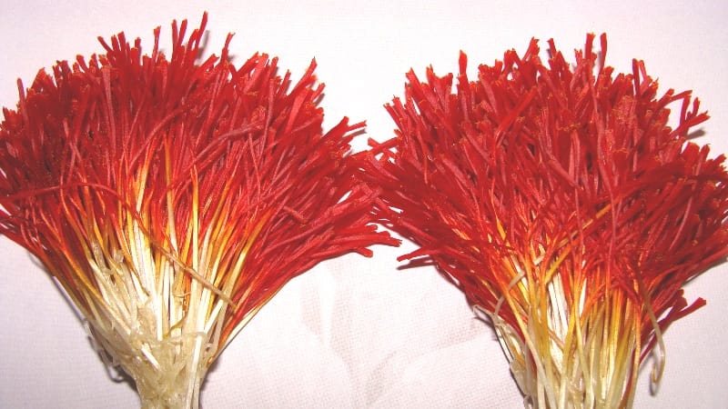 price of saffron ALASKA,saffron shop in ALASKA, saffron,iran saffron in Alabama,persian saffron in Alabama,iranian saffron in Alabama,price of saffron in Alabama,saffron in Alabama,saffron companies in Alabama,saffron price in Alabama,saffron iran in Alabama,