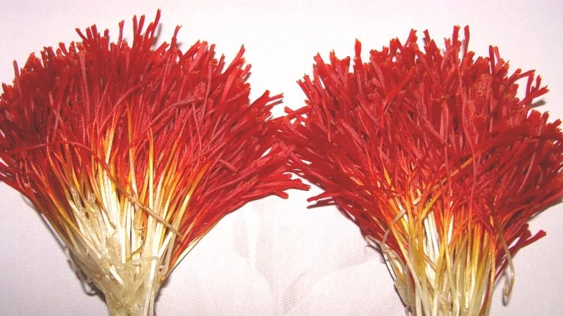 price of saffron ALASKA,saffron shop in ALASKA, saffron,iran saffron in Alabama,persian saffron in Alabama,iranian saffron in Alabama,price of saffron in Alabama,saffron in Alabama,saffron companies in Alabama,saffron price in Alabama,saffron iran in Alabama,