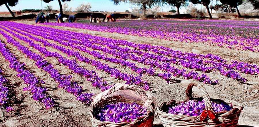 affron,iran saffron in Arizona,persian saffron in Arizona,iranian saffron in Arizona,price of saffron in Arizona,saffron in Arizona,saffron companies in Arizona,saffron price in Arizona,saffron iran in Arizona,saffron shop in Arizona,