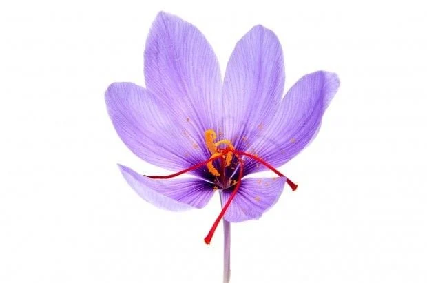 price of saffron in AZ,saffron in AZ,saffron companies in AZ,saffron price in AZ,saffron iran in AZ,saffron shop in AZ,buy saffron in AZ,buy persian saffron in AZ,purchase saffron in AZ,major purchase in AZ,