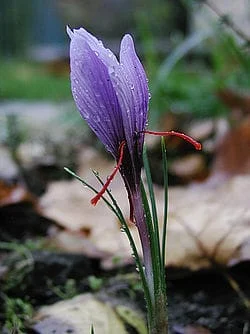 persian saffron in AR,iranian saffron in AR,price of saffron in AR,saffron in AR,saffron companies in AR,saffron price in AR,saffron iran in AR,saffron shop in AR,buy saffron in AR,buy persian saffron in AR,
