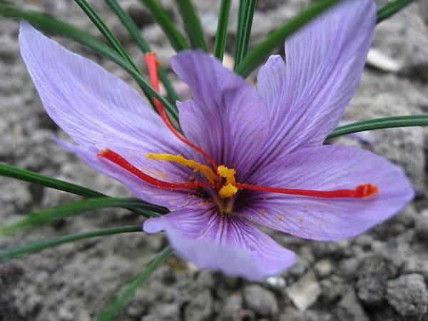 purchase saffron in AR,major purchase in AR,red saffron in AR,saffron shop in AR, saffron,iran saffron in California,persian saffron in California,iranian saffron in California,price of saffron in California,saffron in California,