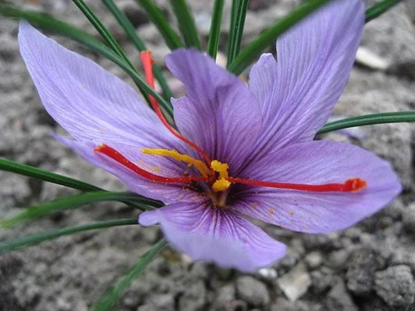 purchase saffron in AR,major purchase in AR,red saffron in AR,saffron shop in AR, saffron,iran saffron in California,persian saffron in California,iranian saffron in California,price of saffron in California,saffron in California,