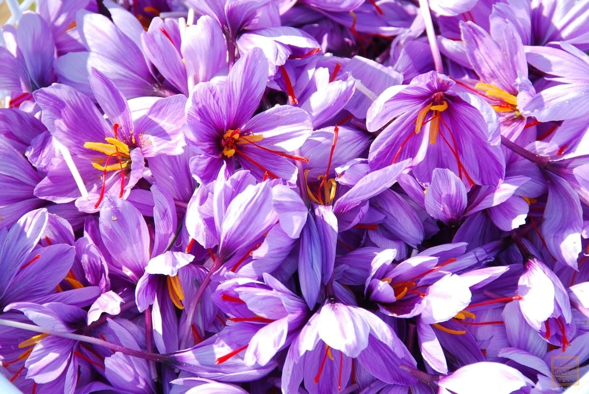 buy saffron in CA,buy persian saffron in CA,purchase saffron in CA,major purchase in CA,red saffron in CA,saffron shop in CA, saffron,iran saffron in Colorado,persian saffron in Colorado,iranian saffron in Colorado,price of saffron in Colorado,
