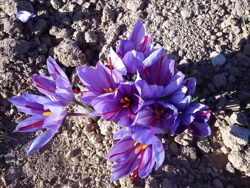purchase saffron in GA,major purchase in GA,red saffron in GA,saffron shop in GA, saffron,iran saffron in Hawaii,persian saffron in Hawaii,iranian saffron in Hawaii,price of saffron in Hawaii,saffron in Hawaii,