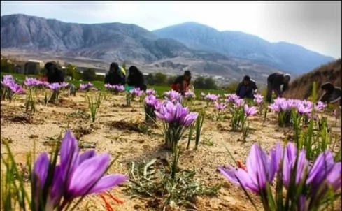 saffron,iran saffron in HI,persian saffron in HI,iranian saffron in HI,price of saffron in HI,saffron in HI,saffron companies in HI,saffron price in HI,saffron iran in HI,saffron shop in HI,