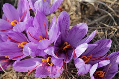 red saffron in Idaho,saffron shop in Idaho, saffron,iran saffron in ID,persian saffron in ID,iranian saffron in ID,price of saffron in ID,saffron in ID,saffron companies in ID,saffron price in ID,