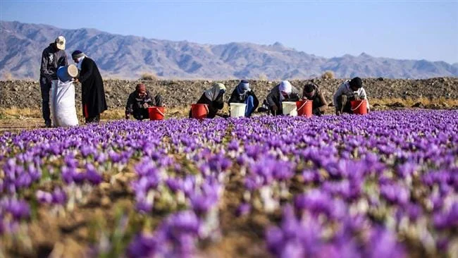 major purchase in Illinois,red saffron in Illinois,saffron shop in Illinois, saffron,iran saffron in IL,persian saffron in IL,iranian saffron in IL,price of saffron in IL,saffron in IL,saffron companies in IL,