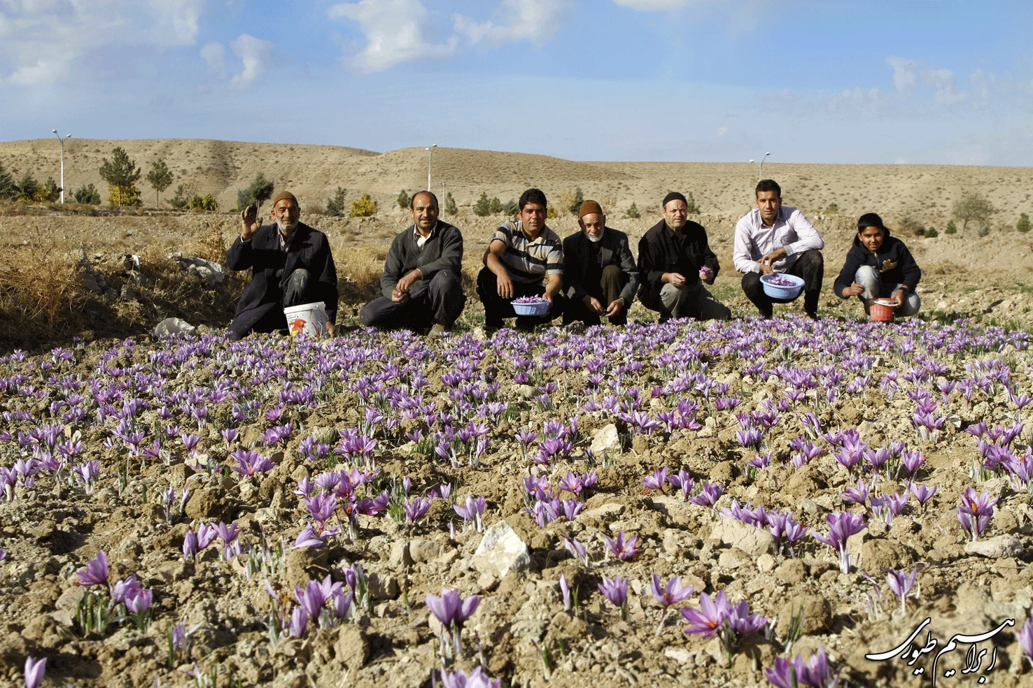 buy persian saffron in Indiana,purchase saffron in Indiana,major purchase in Indiana,red saffron in Indiana,saffron shop in Indiana, saffron,iran saffron in IN,persian saffron in IN,iranian saffron in IN,price of saffron in IN,