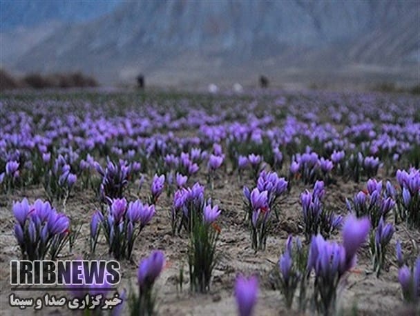 saffron shop in IN, saffron,iran saffron in Lowa,persian saffron in lowa,iranian saffron in lowa,price of saffron in lowa,saffron in Lowa,saffron companies in lowa,saffron price in lowa,saffron iran in lowa,