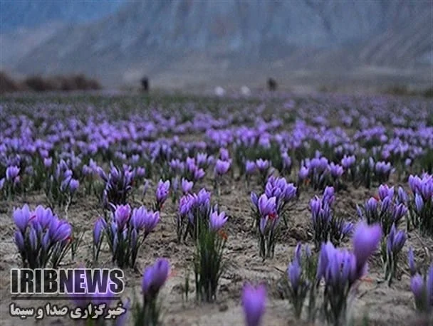 saffron shop in IN, saffron,iran saffron in Lowa,persian saffron in lowa,iranian saffron in lowa,price of saffron in lowa,saffron in Lowa,saffron companies in lowa,saffron price in lowa,saffron iran in lowa,