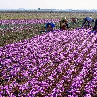 major purchase in IA,red saffron in IA,saffron shop in IA, saffron,iran saffron in Kansas,persian saffron in Kansas,iranian saffron in Kansas,price of saffron in Kansas,saffron in Kansas,saffron companies in Kansas,