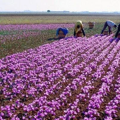 major purchase in IA,red saffron in IA,saffron shop in IA, saffron,iran saffron in Kansas,persian saffron in Kansas,iranian saffron in Kansas,price of saffron in Kansas,saffron in Kansas,saffron companies in Kansas,