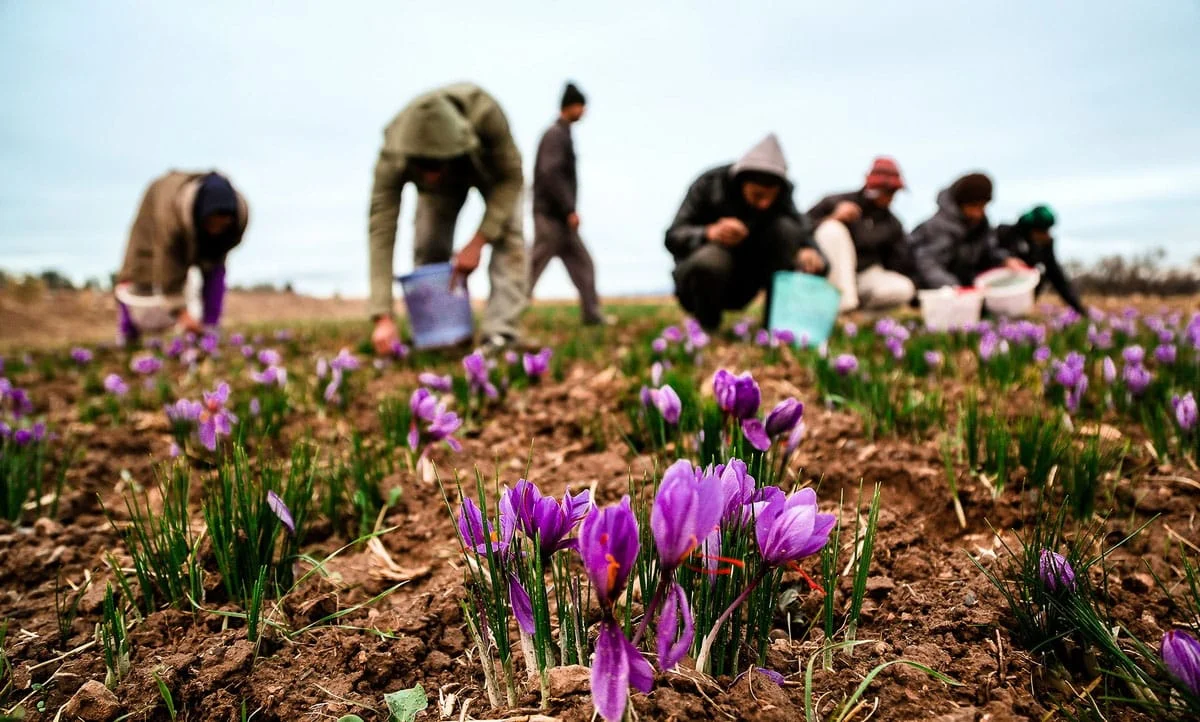 persian saffron in KS,iranian saffron in KS,price of saffron in KS,saffron in KS,saffron companies in KS,saffron price in KS,saffron iran in KS,saffron shop in KS,buy saffron in KS,buy persian saffron in KS,