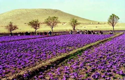 buy saffron in KY,buy persian saffron in KY,purchase saffron in KY,major purchase in KY,red saffron in KY,saffron shop in KY, saffron,iran saffron in Louisiana,persian saffron in Louisiana,iranian saffron in Louisiana,