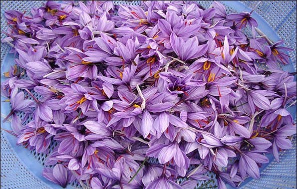 red saffron in Louisiana,saffron shop in Louisiana, saffron,iran saffron in LA,persian saffron in LA,iranian saffron in LA,price of saffron in LA,saffron in LA,saffron companies in LA,saffron price in LA,