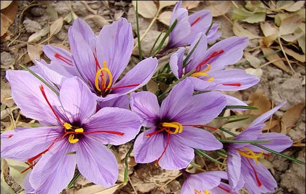 saffron iran in LA,saffron shop in LA,buy saffron in LA,buy persian saffron in LA,purchase saffron in LA,major purchase in LA,red saffron in LA,saffron shop in LA, saffron,iran saffron in Maine,persian saffron in Maine,