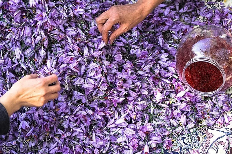 iranian saffron in Maine,price of saffron in Maine,saffron in Maine,saffron companies in Maine,saffron price in Maine,saffron iran in Maine,saffron shop in Maine,buy saffron in Maine,buy persian saffron in Maine,purchase saffron in Maine,